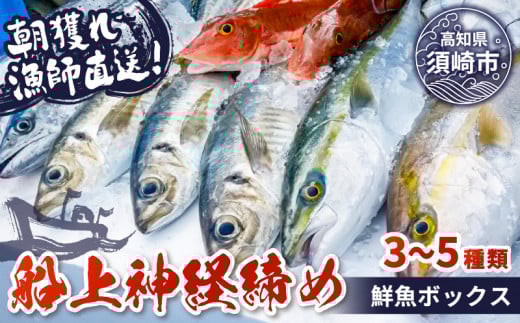 【船上神経締め鮮魚ボックス】朝獲れ直送 3~5種入り （2026年3月出荷) 冷蔵 魚種お任せ 水揚げ 海鮮 魚介 産地直送 新鮮 天然 魚 詰め合わせ 2026年3月出荷