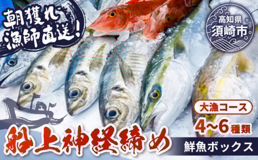 【 船上 神経締め 鮮魚 ボックス 】朝獲れ 直送 大漁コース (2025年7月出荷) 冷蔵 魚種お任せ 水揚げ 海鮮 魚介 産地直送 新鮮 天然 魚 詰め合わせ 2026年7月出荷