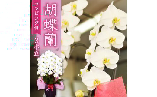 胡蝶蘭 3本立て スタンダード お祝い 須崎洋蘭園 SY002