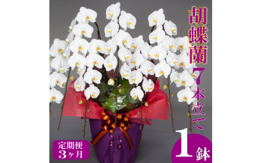 【定期便3ヶ月】胡蝶蘭 7本立て 白  お祝い 須崎洋蘭園 SY8000_x 白