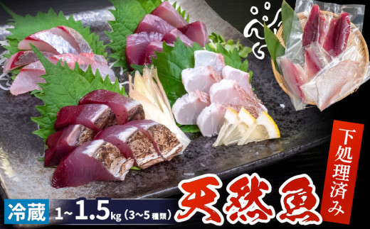 天然 鮮魚 詰め合わせ 朝獲れ直送 下処理済み 3~5種入り 1kg～1.5kg （2026年4月出荷） 冷蔵 刺身 魚種お任せ 水揚げ 海鮮 魚介 産地直送 新鮮 魚 鮮魚ボックス 2026年4月出荷 1kg~1.5kg（冷蔵）