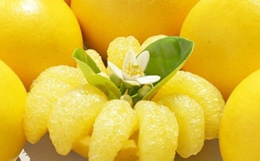 【早期予約 2026年2月下旬より順次発送】 土佐文旦 5kg 高知県産 柑橘 フルーツ 文旦 ぶんたん ブンタン 分担 果物 みかん 文旦 産地直送 高知県 須崎 須崎市 南国高知からの贈り物 KYM002