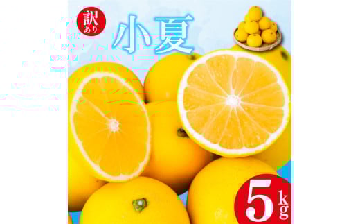 【2026年4月より発送】 訳あり 小夏 家庭用 5kg 高知県産 早期予約 柑橘 フルーツ 果物 みかん ミカン 蜜柑 こなつ ニューサマーオレンジ  日向夏 期間限定 季節限定 産地直送 大小混合品 高知県 須崎 KJS011 5kg(訳あり)