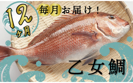 定期便 魚 12回 タイ 鯛 1匹分 刺身用半身 皮付き半身 頭付き ブランド 乙女鯛 鮮魚 刺身 鯛めし 高知県 須崎市