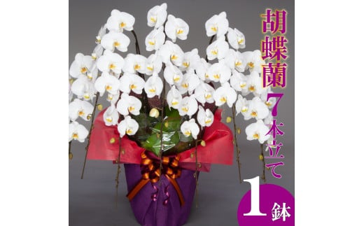 胡蝶蘭 7本立て 白  お祝い 須崎洋蘭園 SY009_x 白 7本立て