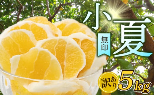 【早期予約 5月中旬～発送】 【 訳あり 】 小夏 ( 日向夏 ) 5kg 産地直送 ニューサマーオレンジ 無印 等級  旬 高知 県 須崎 産  柑橘 初夏 フルーツ 果物 こなつ コナツ ひゅうが夏 みかん オレンジ HK001 訳あり（無印）