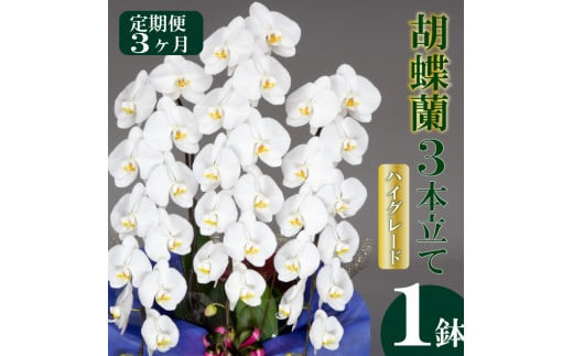 【定期便3ヶ月】胡蝶蘭 3本立て 白 ハイグレード お祝い 須崎洋蘭園 SY5000 白 ハイグレード