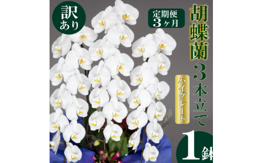 【定期便3ヶ月】【訳あり】胡蝶蘭 3本立て 白 ハイグレード お祝い 須崎洋蘭園 SY40000 【訳あり】白 ハイグレード