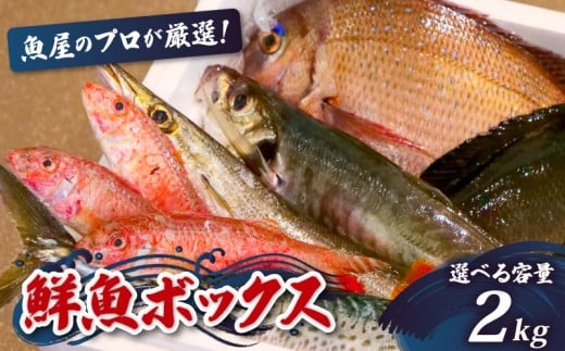 【魚屋のプロが厳選！】 鮮魚 BOX 2kg 2kg