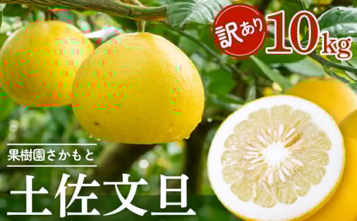 【2025年2月より発送】 高知県産 土佐文旦 家庭用 訳あり 10kg 大小混合品 【フルーツ】 訳あり10kg