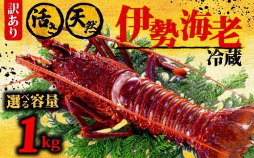 伊勢海老 1kg以上 イセエビ 伊勢エビ 海老 エビ ギフト 贈答 贈り物 天然 魚介 海の幸 鮮魚 刺身 刺し身 お造り 姿造り 焼き物 汁物 味噌汁 鍋 冷蔵 高級 高知県 須崎市  GK016 1kg