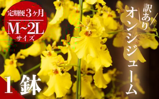 【定期便3ヶ月】オンシジューム ( アロハ・イワナガ ) 【訳あり】１鉢 M~2L お花 花 はな フラワー インテリア 鑑賞 洋ラン 鉢 栽培 園芸 ガーデニング 初心者向け KN1000 【訳あり】1鉢 M~2Lサイズ