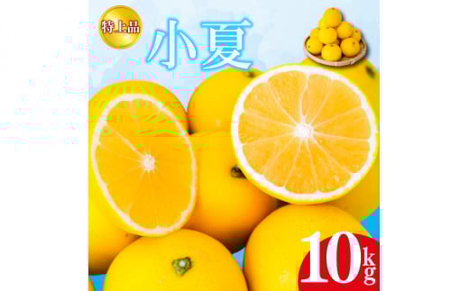 【2026年4月より発送】 小夏 特上品 10kg 高知県産 早期予約 予約受付中 期間限定 季節限定 限定 旬 みかん ミカン サマーオレンジ 贈答用 贈り物 プレゼント KJS021 10kg(特上品)