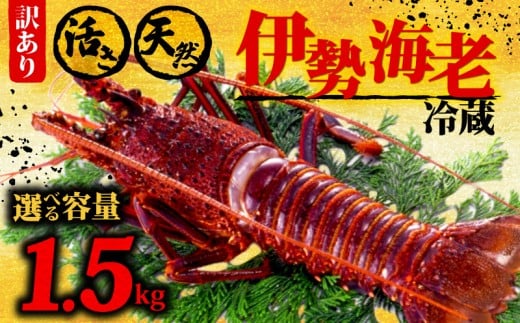 伊勢海老 1.5kg以上 イセエビ 伊勢エビ 海老 エビ ギフト 贈答 贈り物 天然 魚介 海の幸 鮮魚 刺身 刺し身 お造り 姿造り 焼き物 汁物 味噌汁 鍋 冷蔵 高級 高知県 須崎市 GK017 1.5kg