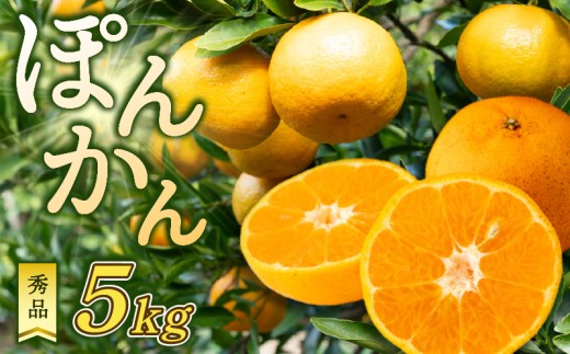 ポンカン 5kg 秀品 早期受付 2026年1月中旬より順次発送 産地直送 大人気 浦ノ内地区産 贈答 ギフト 椪柑 柑橘 フルーツ 果物 くだもの 果実 みかん デザート 贅沢 高知県 須崎市 HK004 秀品