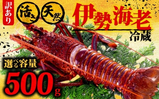 伊勢海老 500g以上 イセエビ 伊勢エビ 海老 エビ ギフト 贈答 贈り物 天然 魚介 海の幸 鮮魚 刺身 刺し身 お造り 姿造り 焼き物 汁物 味噌汁 鍋 冷蔵 高級 高知県 須崎市 GK015 500g