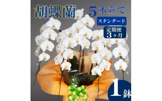 【定期便3ヶ月】胡蝶蘭 5本立て 白 スタンダード お祝い 須崎洋蘭園 SY6000_x 白 スタンダード