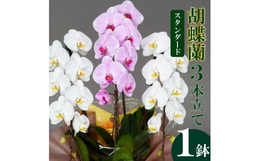 須崎洋蘭園 胡蝶蘭 紅白 3本立て スタンダード 紅白 3本立て スタンダード