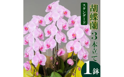 須崎洋蘭園 胡蝶蘭 ピンク 3本立て スタンダード ピンク 3本立て