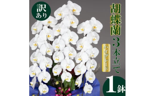 【訳あり】須崎洋蘭園 胡蝶蘭 白 3本立て ハイグレード (訳あり) 白 3本立て ハイグレード