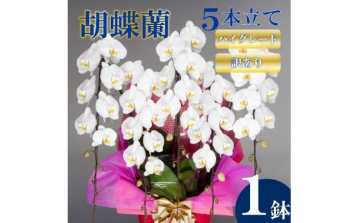 【訳あり】胡蝶蘭 5本立て 白 ハイグレード お祝い 須崎洋蘭園 SY019_x (訳あり) 白 5本立て ハイグレード