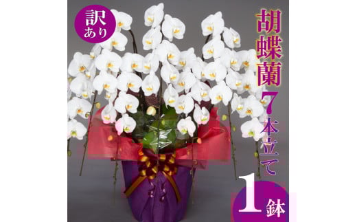 【訳あり】胡蝶蘭 7本立て 白  お祝い 須崎洋蘭園 SY020_x 白 7本立て