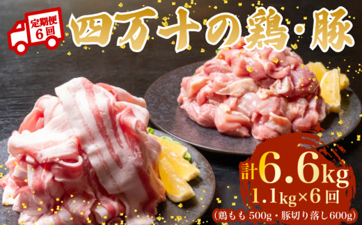 【6ヶ月連続】四万十ブランド 鶏肉500g 豚肉600g（計1.1kg×6回）6.6kg 6回定期便 5Qコース｜ 四万十ポークスライス 四万十ポーク 豚バラ肉 小分け 小間切れ スライス 切り落とし 冷凍 真空パック 細切れ 切身 カット 一口大 カット済み  四万十鶏 鳥肉 とりにく 鶏もも 国産 ブランド 唐揚げ 煮物 鍋 チキン 高知県 須崎市 TM123000