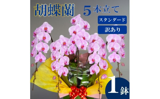 【訳あり】胡蝶蘭 5本立て ピンク スタンダード お祝い 須崎洋蘭園 SY014_x (訳あり) ピンク 5本立て