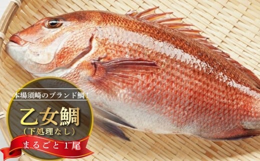鯛 まるごと 1尾 ( 900g ～ 1kg ）下処理なし 産地直送 高知県 乙女鯛 小島水産 ブランド鯛 真鯛 新鮮 魚 鮮魚 ブランド 尾頭付き 刺身 お刺身 鯛めし 鯛鍋 鯛しゃぶ パエリア 高知県 須崎市 お祝い 贈答 ギフト 年賀 お中元 お歳暮 お食い初め 父の日 母の日 敬老の日 KS019_x 1匹(約900g〜1kg)