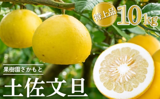 【2025年2月より発送】 高知県産 土佐文旦 特上品 10kg 贈答用 【フルーツ】 特上品10kg