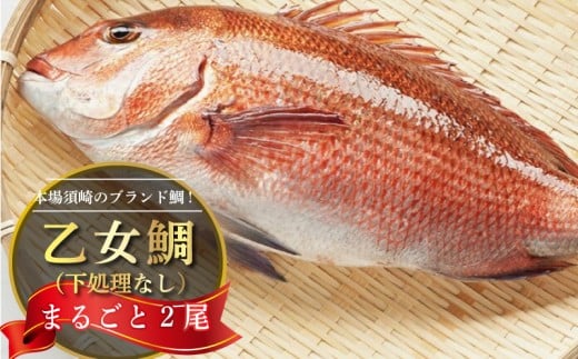 鯛 まるごと 2尾 ( 2kg ～ 2.5kg ) 産地直送 高知県 乙女鯛 小島水産 ブランド鯛 新鮮 魚 鮮魚 ブランド 尾頭付き 刺身 お刺身 鯛めし 鯛鍋 鯛しゃぶ パエリア 高知県 須崎市 お祝い 贈答 ギフト 年賀 お中元 お歳暮 お食い初め 父の日 母の日 敬老の日 魚 鮮魚 海鮮 ブランド 乙女鯛 2匹 刺身 鯛めし たい 鯛 新鮮 高知県 須崎市 KS013_x 2匹(2.0kg～2.5kg)