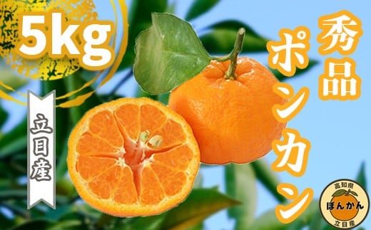 【早期予約開始】 2026年1月中旬より順次発送 ポンカン 立目 秀品 贈答用 5kg サイズ混合 冬 フルーツ 果物 立目産 ブランド 柑橘 2026年 収穫分 蜜柑 みかん ギフト 贈答 プレゼント 高知県 須崎市 TMS002 5kg秀品(サイズ混合)