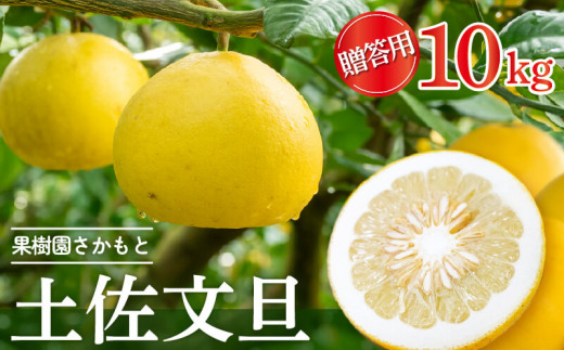 【2025年2月より発送】 高知県産 土佐文旦 贈答用 10kg 優品 【フルーツ】 贈答用10kg