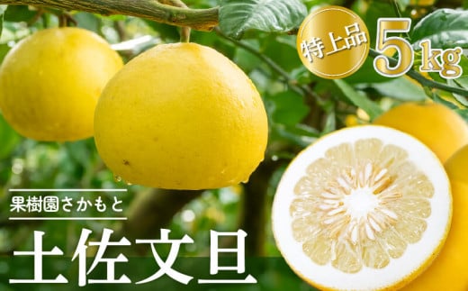 【2026年2月より発送】 高知県産 土佐文旦 特上品 5kg 贈答用 ぶんたん 時期 人気 旬 柑橘 フルーツ 果物 国産 ブランド ビタミン 生産者 産地 高知 須崎 KJS018_x 特上品5kg