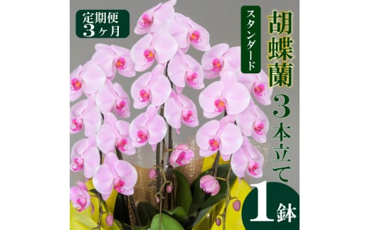 【定期便3ヶ月】胡蝶蘭 3本立て ピンク スタンダード お祝い 須崎洋蘭園 SY1000 ピンク スタンダード