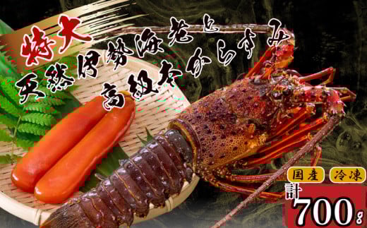 特大伊勢海老 1匹 本からすみ 100g 【 特大サイズ 急速冷凍 えび エビ からすみ カラスミ 珍味 鮮魚 海鮮 魚介 魚卵 刺身 焼き物 汁物 セット ギフト 贈答 贈り物 祝い 歳暮 中元 】 IKY062 【高知県】 伊勢海老 1尾：からすみ100g