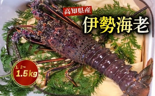 伊勢海老 1.2kg ～ 1.5kg 高知県産 厳選 産地直送 冷凍 高級 イセエビ 海鮮 魚介 刺身 焼き物 汁物 ギフト 贈答 贈り物 祝い 歳暮 中元 高知 天然 海の幸 高知県 須崎市 NS012 1.2kg 〜 1.5kg