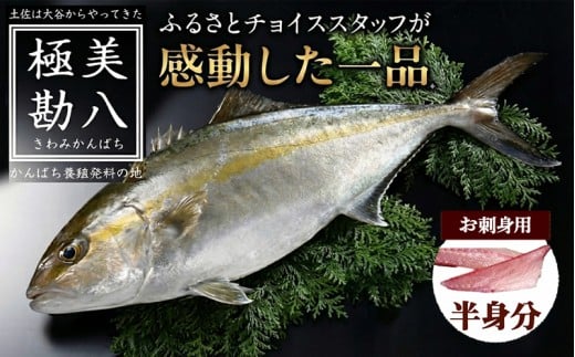 カンパチ 勘八 2節 セット | 極美勘八 人気 高級 魚 産地直送 新鮮 かんぱち しゃぶしゃぶ 鍋 照り焼き 刺し身 刺身 さしみ 生 冷蔵 高知県 須崎市 2節 16,000円