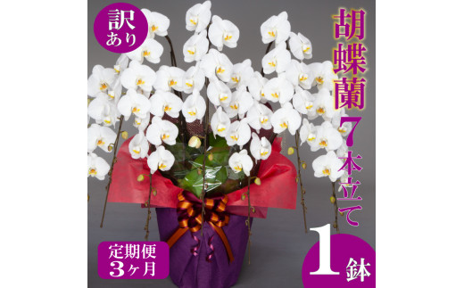 【定期便3ヶ月】【訳あり】胡蝶蘭 7本立て 白  お祝い 須崎洋蘭園 SY70000 白