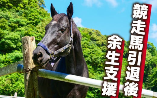 【返礼品なし】 競走馬 引退馬はどこへ？ 黒潮友馬会応援 【5千円コース】 【返礼品なし】5千円コース