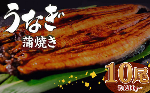 【肉厚】 うなぎ蒲焼き 1.2kg（120～140×10尾）/ 鰻 ウナギ かば焼き 冷凍