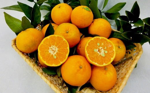 [早期予約] 訳あり ぽんかん 家庭用 10kg サイズ 混合 [道の駅須崎]