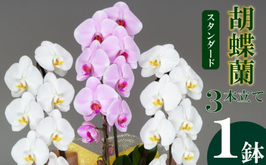 須崎洋蘭園 胡蝶蘭 紅白 3本立て スタンダード