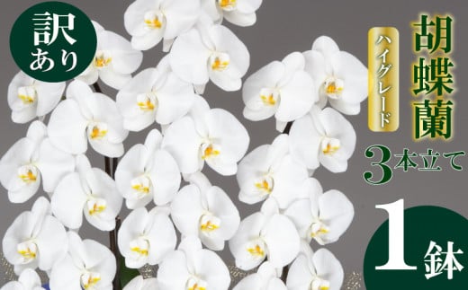 [訳あり]須崎洋蘭園 胡蝶蘭 白 3本立て ハイグレード