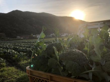 【先行予約：令和8年4月中旬以降発送予定】朝採り！土佐の春ブロッコリー（大玉6個）春野菜 ブロッコリー やさい 栄養 健康 ビタミンC おいしい 美味しい レシピ付き おかず お弁当 サラダ 料理 ギフト 贈答 国産【R00133】