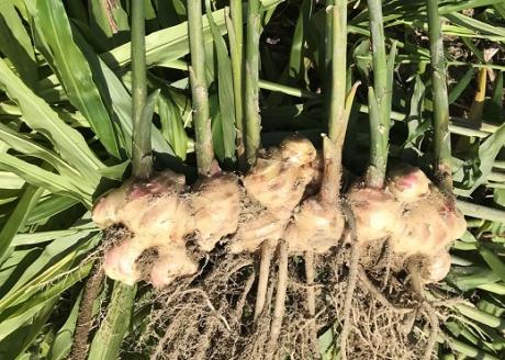 自然農 新生姜１kg（自然のままの土付き）皮まで食べられる 甘酢漬け ガリ ショウガ【R00216】