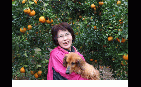 R8.1月下旬発送 ご贈答◎ ギフト◎ 完熟 足摺ぽんかん 5kg デコポンの親 みかん 柑橘 果物 果実 ミカン ぽんかん ポンカン フルーツ おやつ デザート 5キロ 美味しい おいしい 井村農園【R01489】