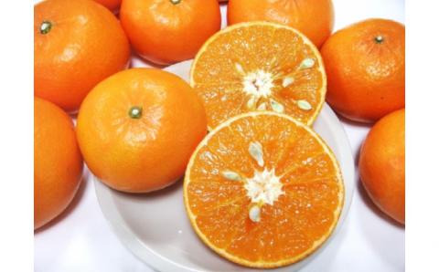 【R8年発送】早川農園の麗紅（れいこう）３kg みかん 柑橘 フルーツ せとかの姉妹品種 糖度 甘い 薄皮 果物 果肉 果汁 たっぷり 冬ミカン 3キロ デザート おやつ 美味しい 【R00233】