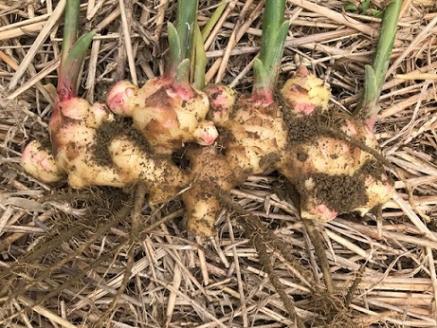 自然農 新生姜１kg（洗いショウガ）皮まで食べられる 甘酢漬け ガリ 農薬肥料不使用【R00248】