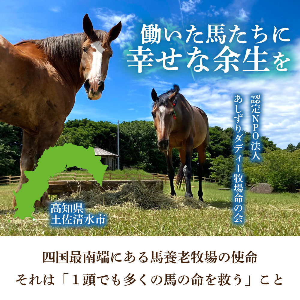 引退馬 余生支援 5,000円コース 返礼品なし 養老馬 競走馬 引退競走馬 馬支援 競馬 馬 うま ウマ 馬支援 動物 あしずりダディー牧場 高知県 土佐清水市【R01529】